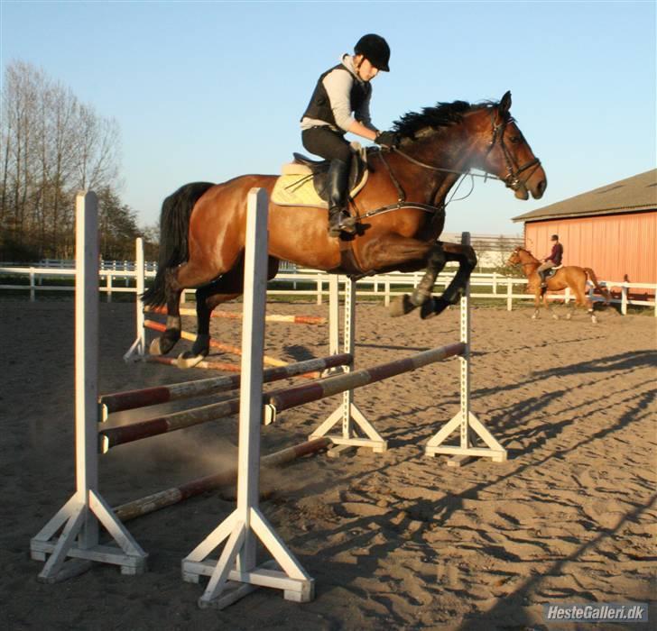 Hollandsk Varmblod  Vincent ( Hr. vimse) - ved ikke lige hvad der sker her :D billede 11