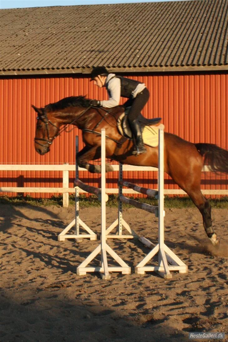 Hollandsk Varmblod  Vincent ( Hr. vimse) -  Oxer 115 cm :) anden gang jeg springer ham :D billede 15