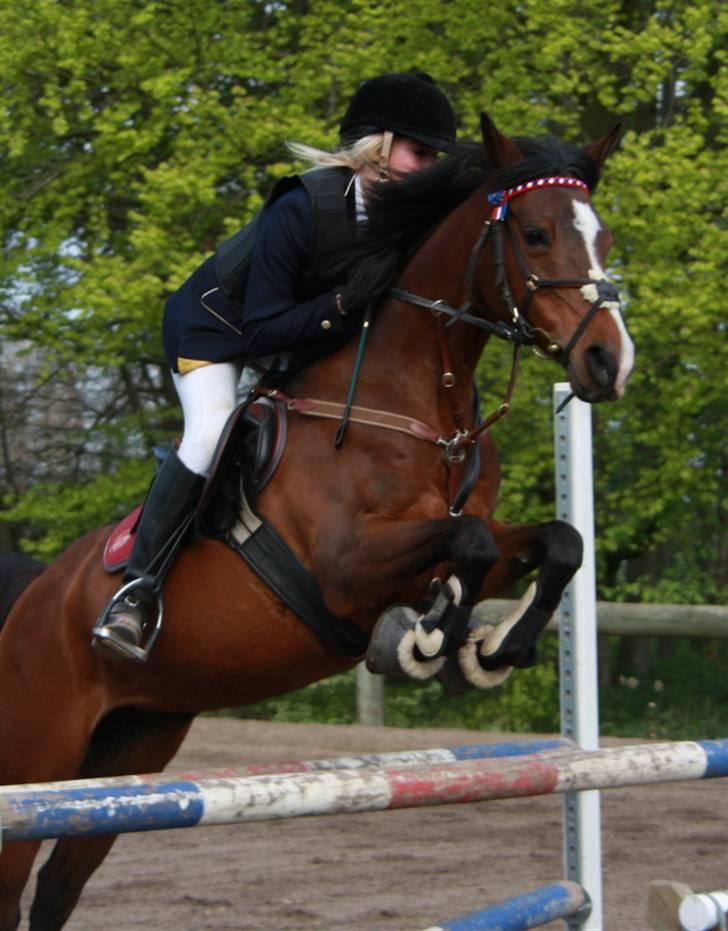 Arabisk fuldblod (OX) Riel'l billede 9