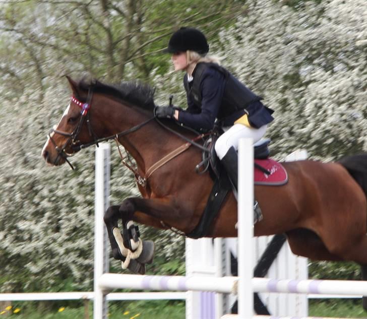 Arabisk fuldblod (OX) Riel'l billede 10