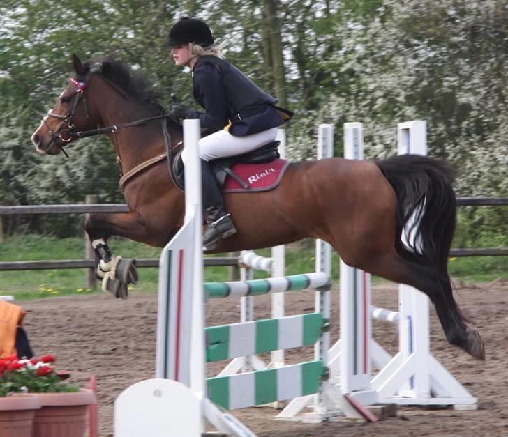 Arabisk fuldblod (OX) Riel'l billede 11