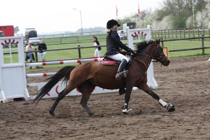 Arabisk fuldblod (OX) Riel'l billede 12