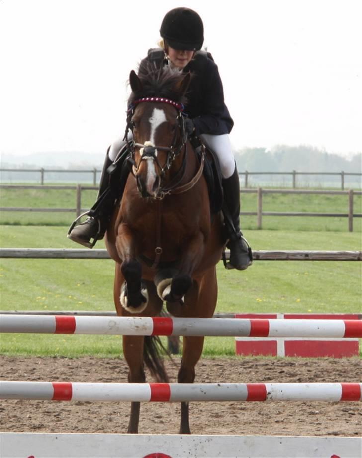 Arabisk fuldblod (OX) Riel'l billede 13