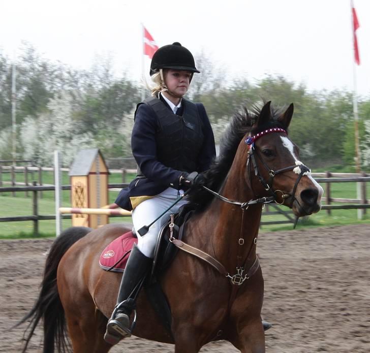 Arabisk fuldblod (OX) Riel'l billede 14