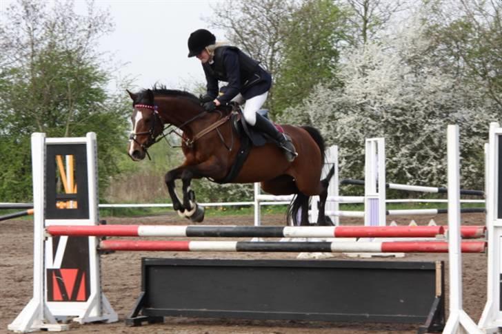 Arabisk fuldblod (OX) Riel'l billede 15