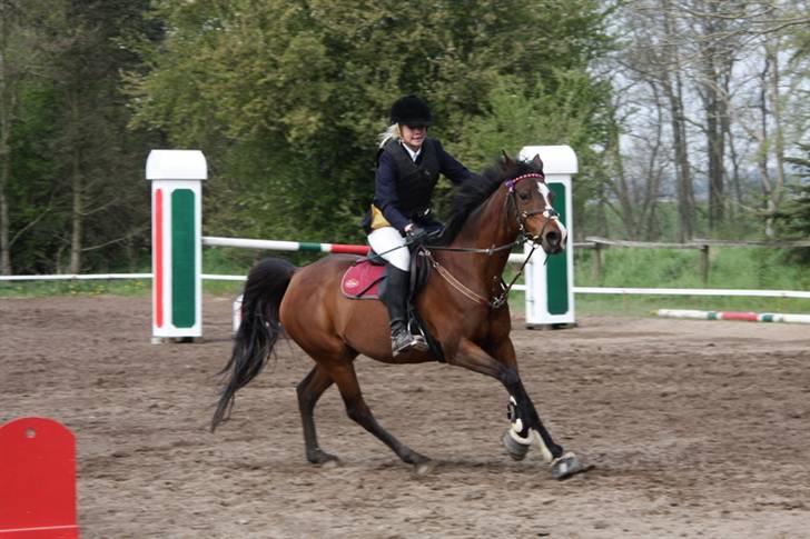 Arabisk fuldblod (OX) Riel'l billede 16