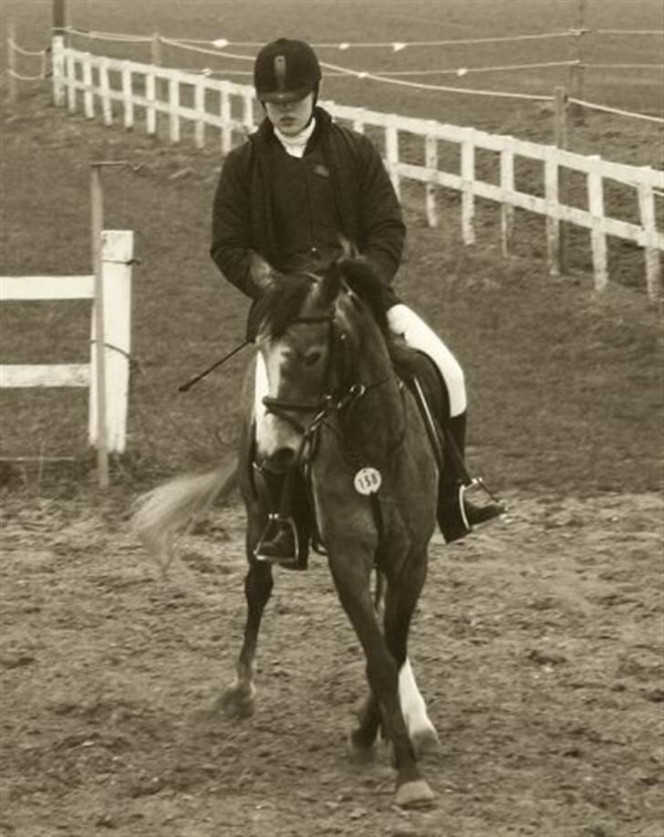 Anden særlig race Chili - på opvarmningen i tobøl den 4/4 2009 billede 7