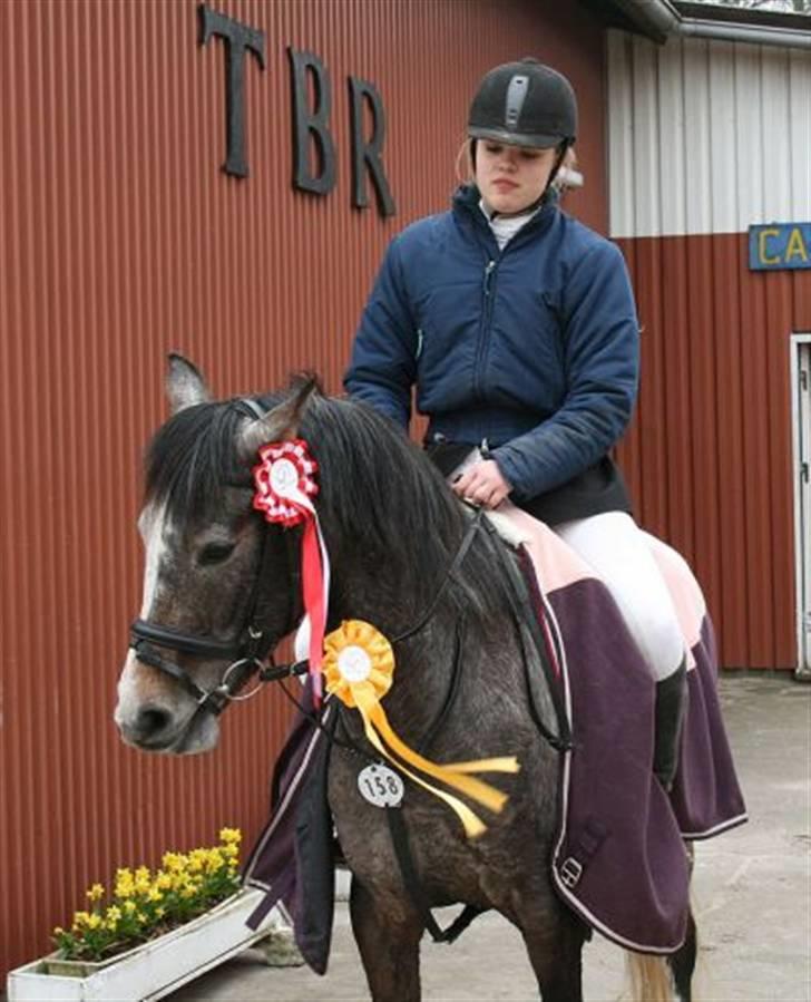Anden særlig race Chili - tobøl stavne den 4/4 2009 fejlfri i clear raund, og vandt LD hendes 3 stævne billede 8