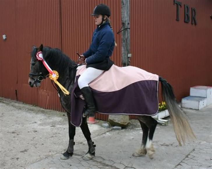 Anden særlig race Chili billede 9