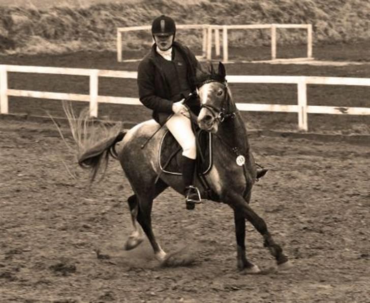 Anden særlig race Chili - ja det er ikke altid vi lige kan stoppe hehe ( jeg havde ikke fat i hende, det ligner det bare) billede 10