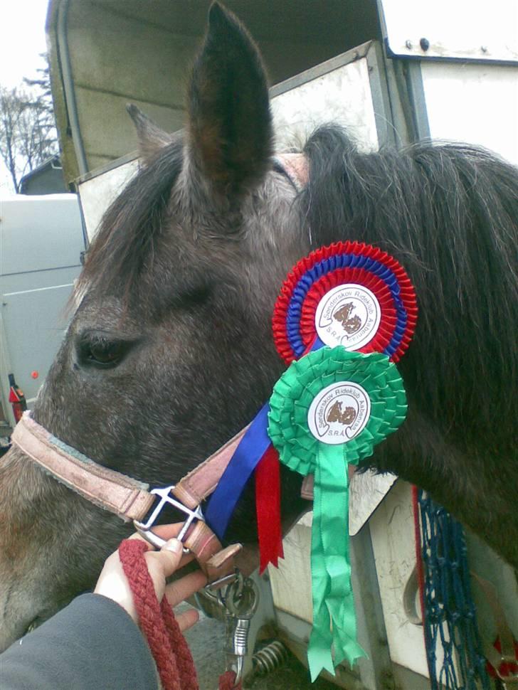Anden særlig race Chili - Stævne i Sønderskov 15/3 2009 fejl fri i ba´by djump og 5 plads i LD hendes 2 stævne billede 11