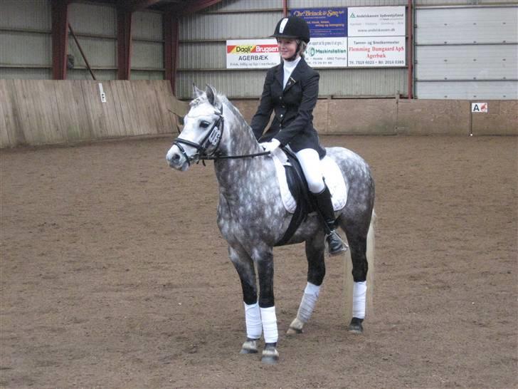 Welsh Pony (sec B) Klintholms SirJames - JAMES<3 billede 11