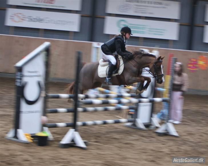 Hollandsk Sportspony Diamant B-pony - Hedensted:) (Foto: Cæcilie) billede 10