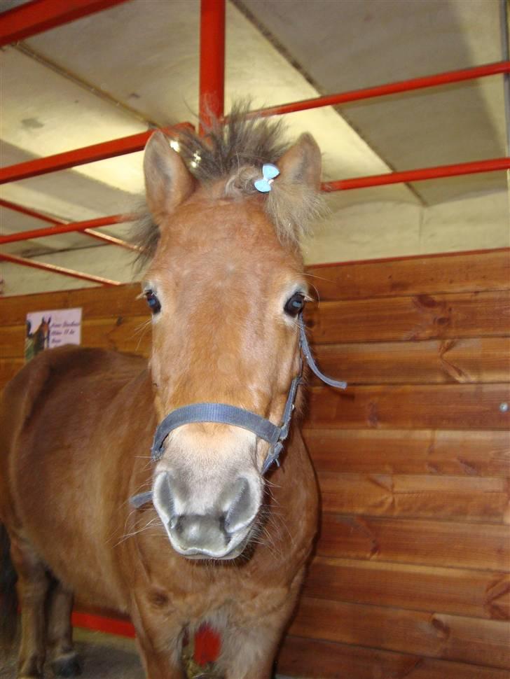 Shetlænder Polly * Solgt* billede 1