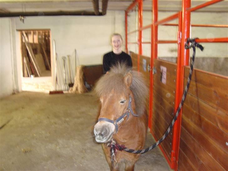 Shetlænder Polly * Solgt* billede 2