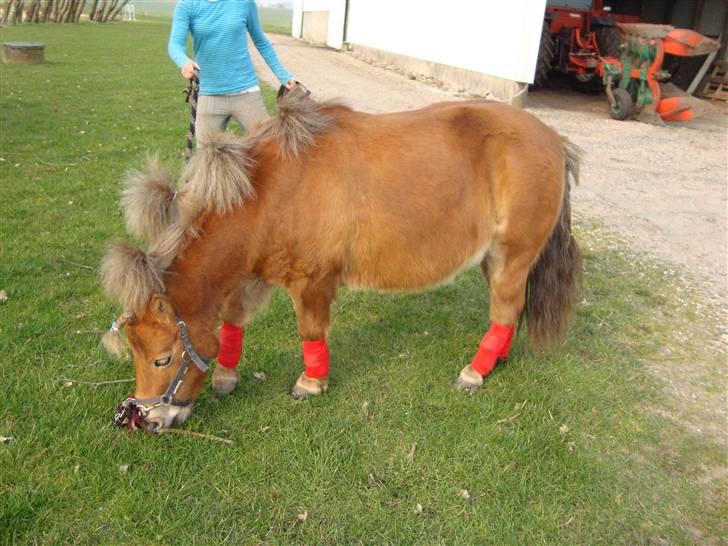 Shetlænder Polly * Solgt* billede 3