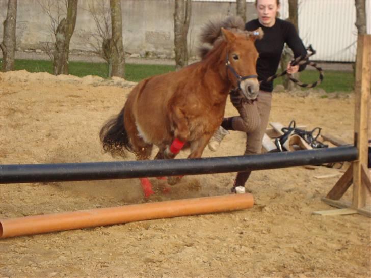 Shetlænder Polly * Solgt* billede 4