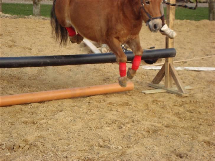 Shetlænder Polly * Solgt* billede 5