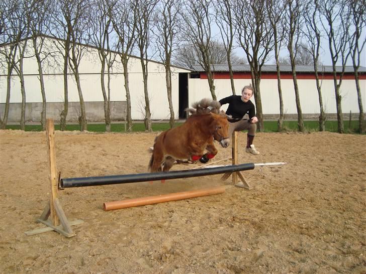 Shetlænder Polly * Solgt* billede 6