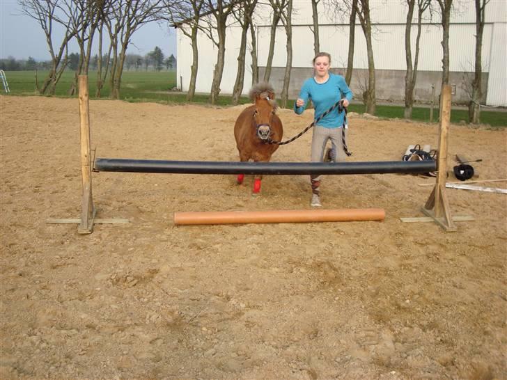 Shetlænder Polly * Solgt* billede 7