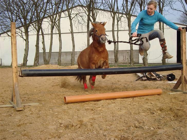 Shetlænder Polly * Solgt* billede 8