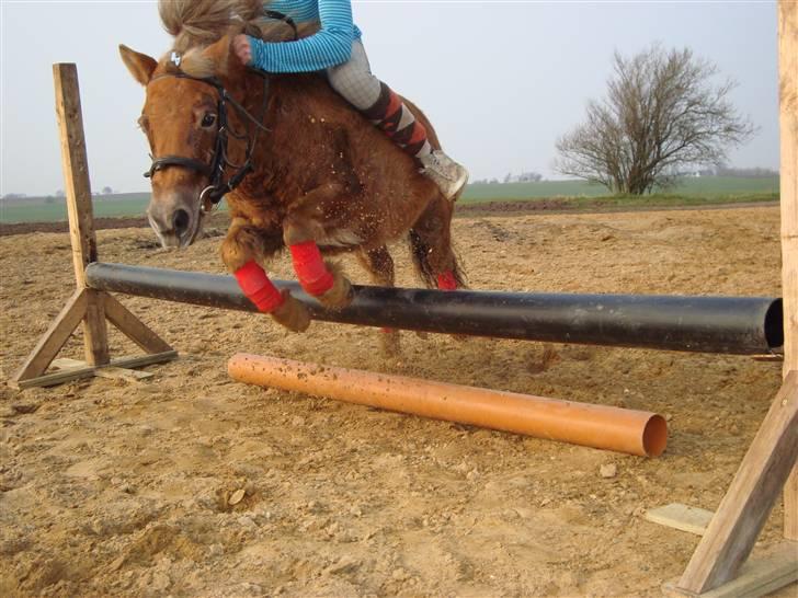 Shetlænder Polly * Solgt* billede 9