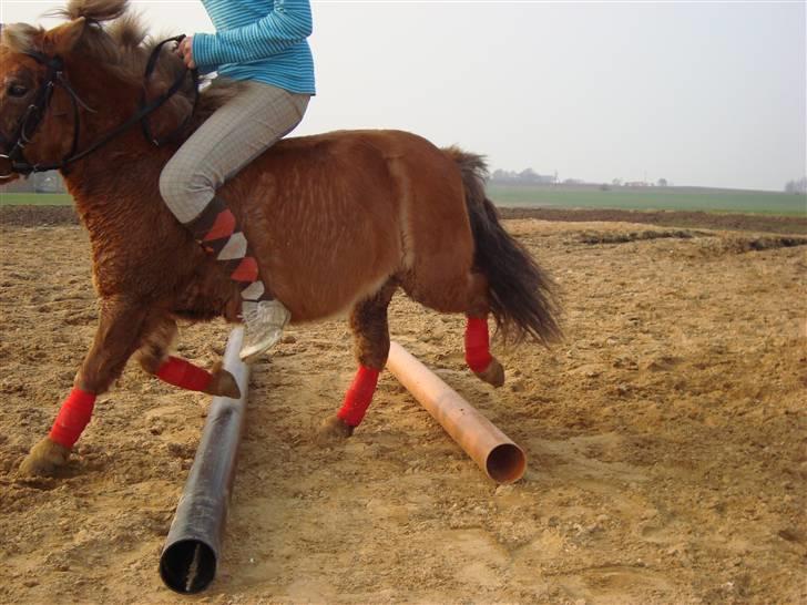 Shetlænder Polly * Solgt* billede 10