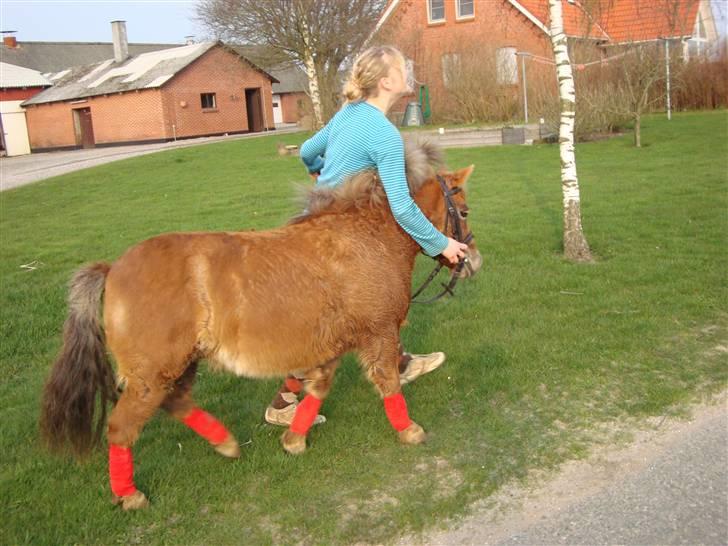 Shetlænder Polly * Solgt* billede 11