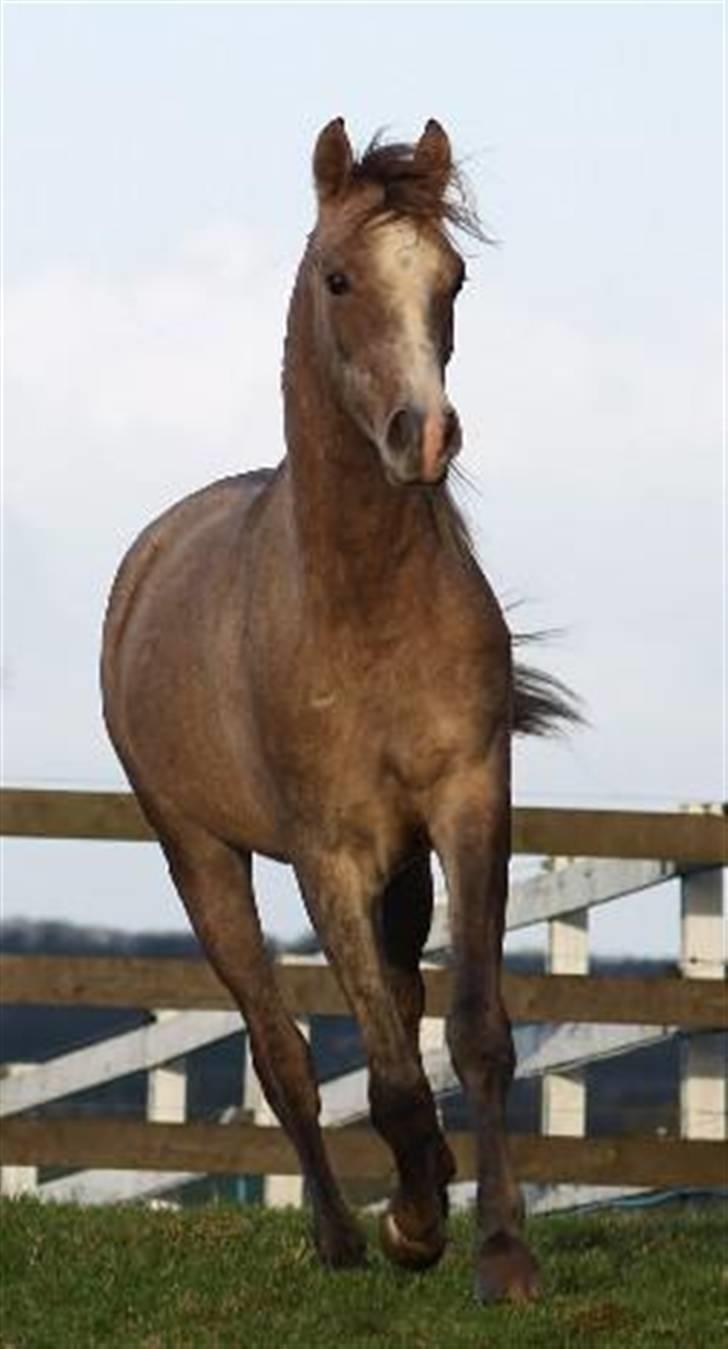 Arabisk fuldblod (OX) CA Ori - duuh smuk-smuksak billede 11