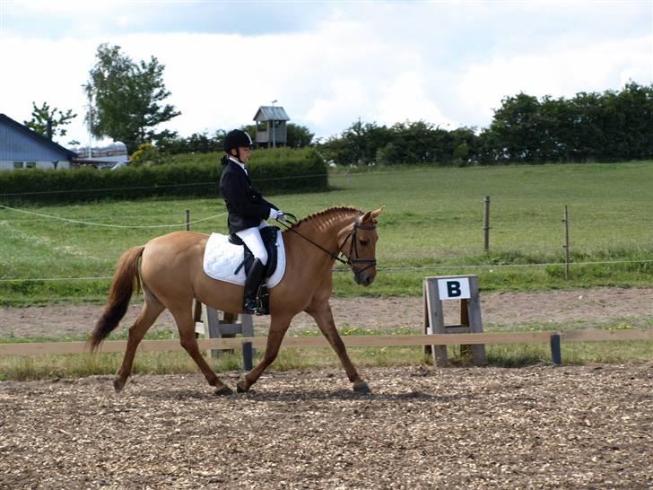 Anden særlig race Jackie - Jackie&Jeg til vores første stævne i fjends rideklub i en LC! 1.plads  billede 3