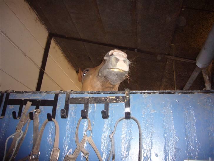 Dansk Varmblod Jack - en af jacks sjove sider.. ;-D billede 4