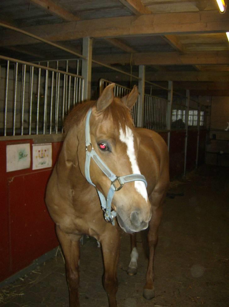 Anden særlig race Smarties R.I.P - Hvor er han fin <333 billede 18