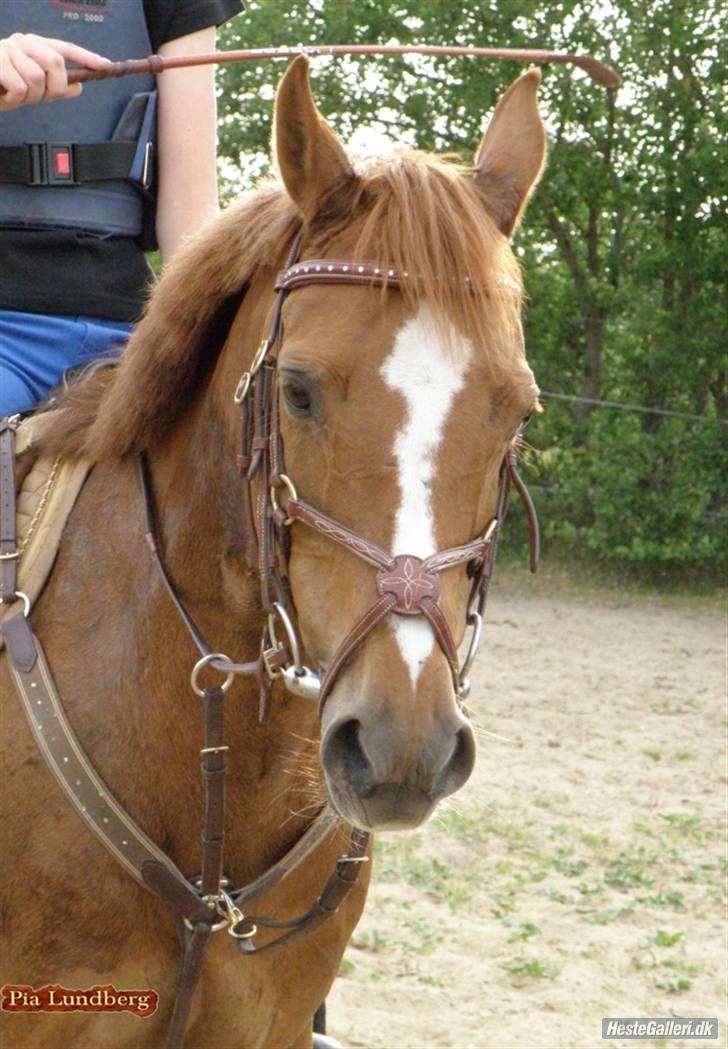 Anden særlig race Smarties R.I.P - Så smuk han er <33 billede 19