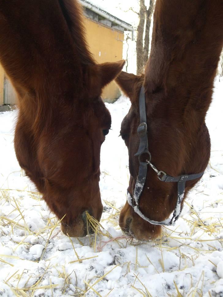 Traver Almathea Lark  R.I.P - (14) mine to smukkeste heste i verden:* foto: mig billede 8