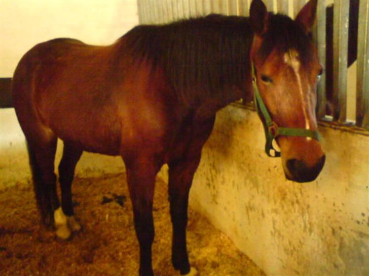 Traver Hovsa Tarka-Ka *helpart* - » fuld form 8D<3 billede 10