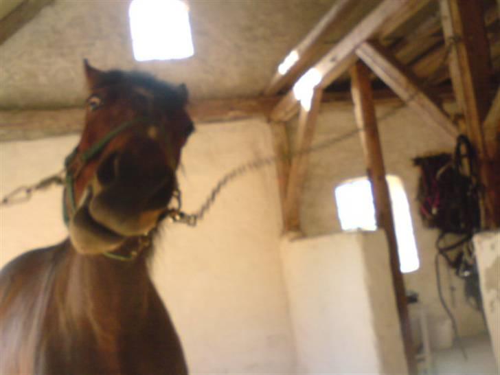 Traver Hovsa Tarka-Ka *helpart* - »fedeste billed 8D  billede 11