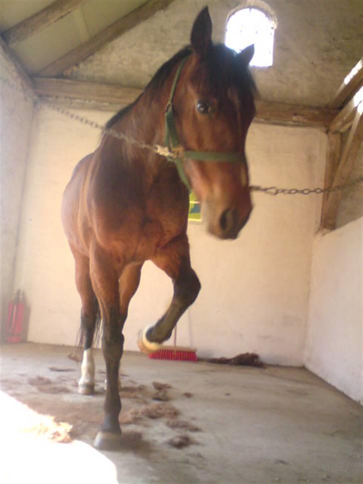 Traver Hovsa Tarka-Ka *helpart* - » tigning <3i; billede 12