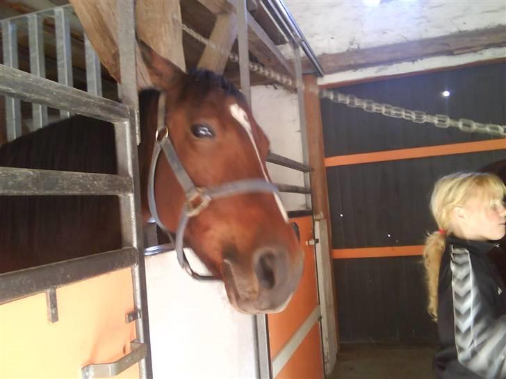 Traver Hovsa Tarka-Ka *helpart* - hej hovs d; billede 13