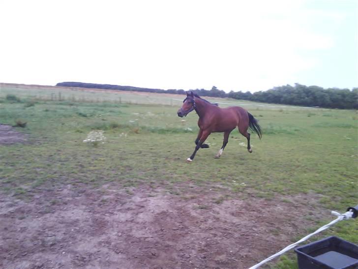 Traver Hovsa Tarka-Ka *helpart* - yaer, hun kan da trave? xD billede 15