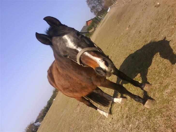 DSP Bøgely's Mille SOLGT billede 1