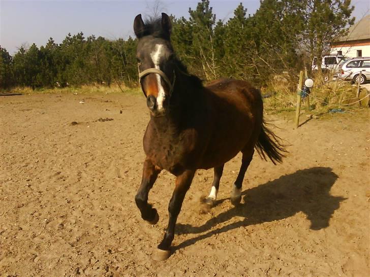 DSP Bøgely's Mille SOLGT billede 2