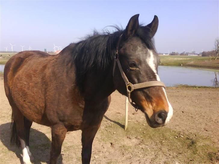 DSP Bøgely's Mille SOLGT billede 3