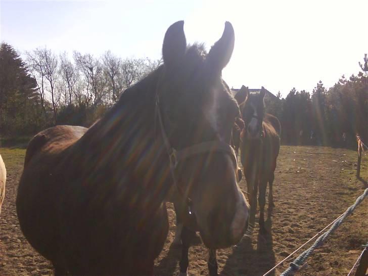 DSP Bøgely's Mille SOLGT billede 4