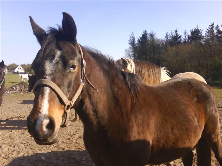 DSP Bøgely's Mille SOLGT billede 5