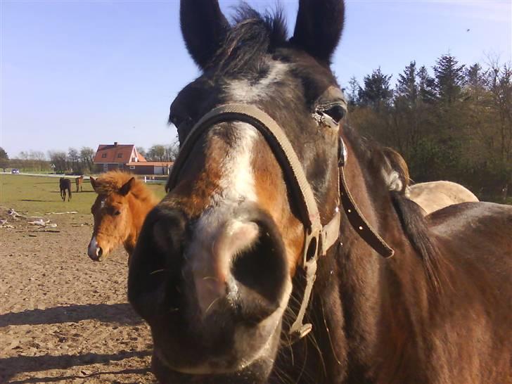 DSP Bøgely's Mille SOLGT billede 6