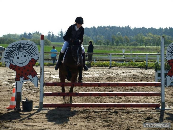 DSP Bøgely's Mille SOLGT - Foto: Esholm-foto  billede 7