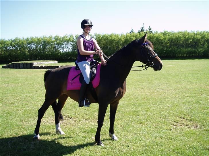 Dansk Varmblod Linette Stridsholt billede 1