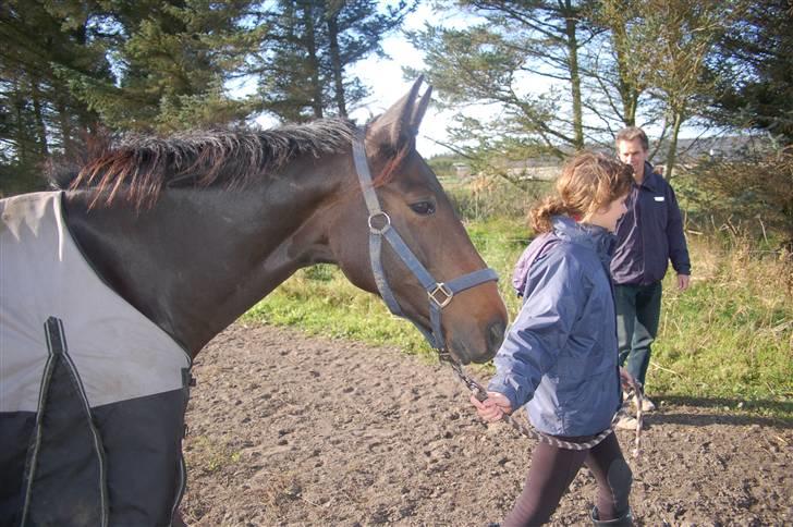 Dansk Varmblod Linette Stridsholt billede 2