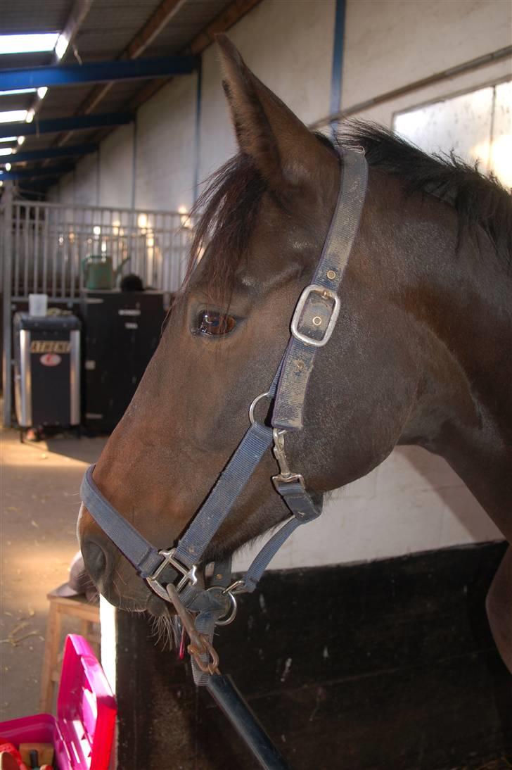 Dansk Varmblod Linette Stridsholt billede 3