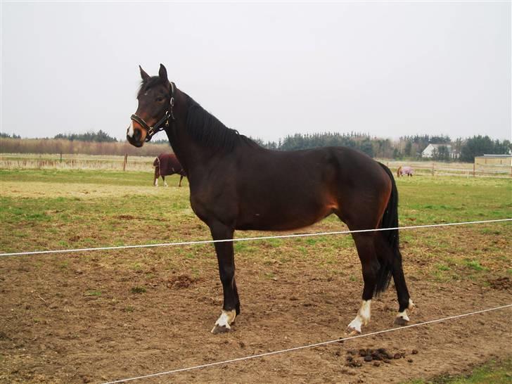 Dansk Varmblod Linette Stridsholt billede 4